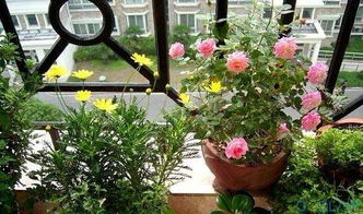 室內養(yǎng)花怎施肥