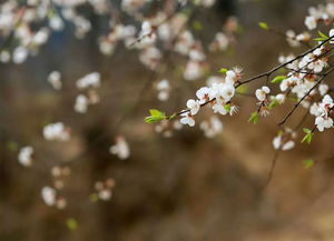 春暖花開(kāi)的季節(jié)養(yǎng)花養(yǎng)草