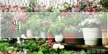 熬中藥的渣子可以養(yǎng)花嗎