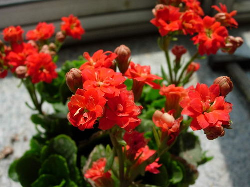 養(yǎng)花匠小齊養(yǎng)長(zhǎng)壽花的