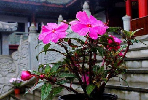 冬天室內養花通風(fēng)