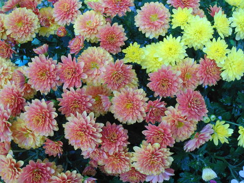 老舍的養(yǎng)花讀后感100字