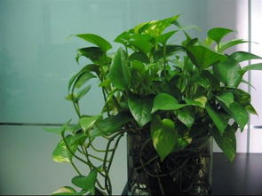 室內養花需要見(jiàn)陽(yáng)光么