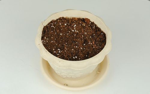 楊樹葉子的腐土可以養(yǎng)花嗎