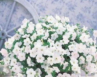 夏天陽臺曬不到太陽養(yǎng)花會開嗎