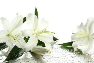 百合花水養(yǎng)花怎開多久
