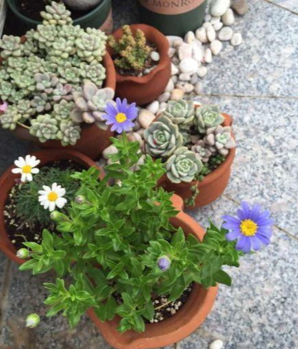 怎樣用沙子養花