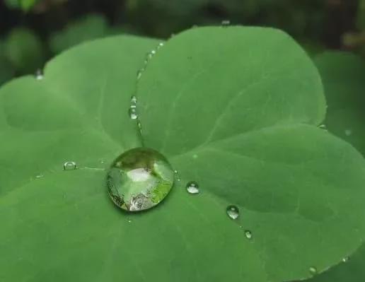 自來(lái)水可以直接養(yǎng)花嗎6