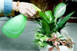 家中養(yǎng)花樹(shù)干空虛軟怎么回事