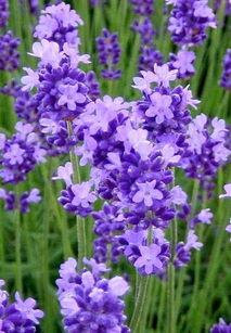 養(yǎng)花小蟲蚊
