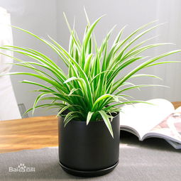 窗臺斜的怎么養(yǎng)花