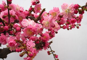 養花怎樣催蕾