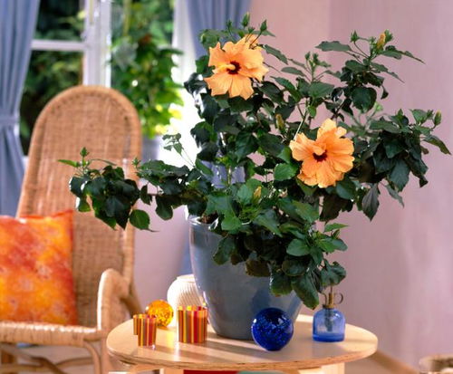 養(yǎng)花在外面買(mǎi)土好嗎