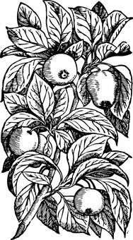 創(chuàng)新創(chuàng)業(yè)swot分析案例
