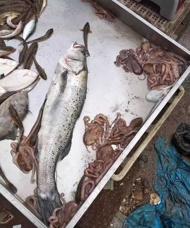 八爪魚的哪些部位不能吃，八爪魚怎么吃好吃？哪里不能吃？圖2