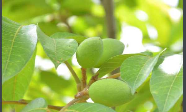 橄欖果怎么吃,橄欖果的正確食用方法需要去皮嗎圖1