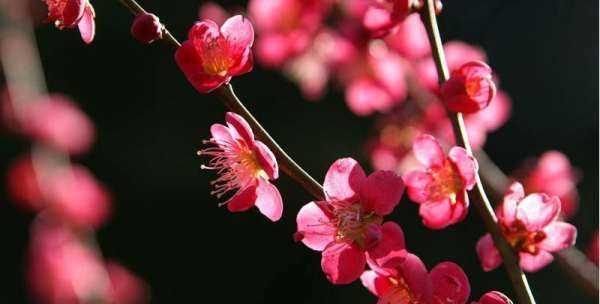 2月開(kāi)什么花,2月開(kāi)的花有哪些圖4