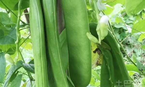 刀豆可食嗎