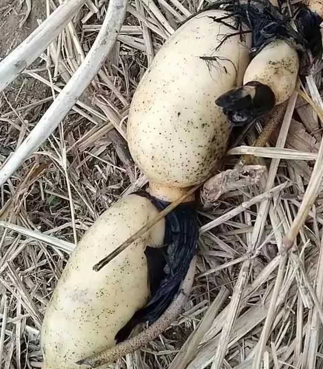 藕洞里有黑膜能吃嗎，藕空洞中間是黑的怎么處理？圖2