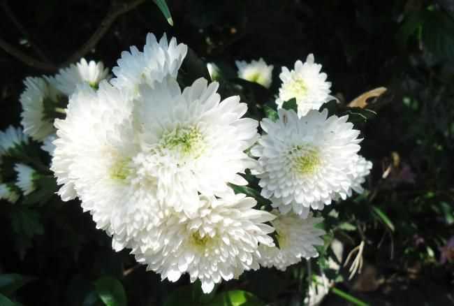 白色菊花的花語