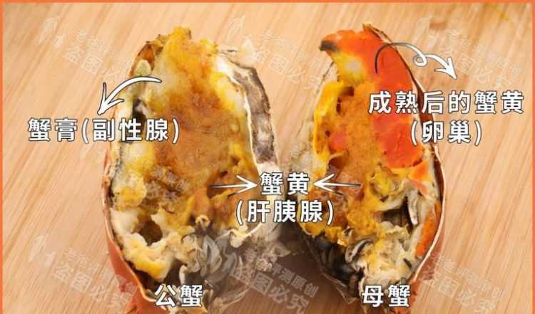 螃蟹肚子里怎么有兩種黃色,一種是淡黃軟軟得,一種是橘黃有點(diǎn)發(fā)硬