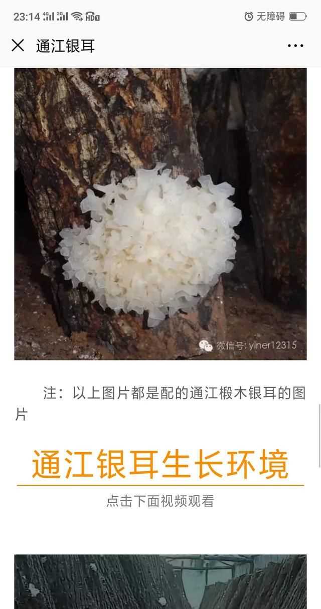 隔夜的白木耳能吃嗎，煮好的白木耳和蓮子放冰箱過(guò)夜能吃嗎？圖8