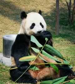 大熊貓愛吃的竹子是什么品種