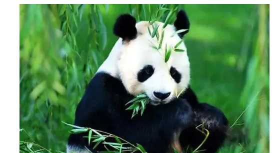 大熊貓吃的竹子叫什么名字,大熊貓愛吃的竹子是什么品種圖4