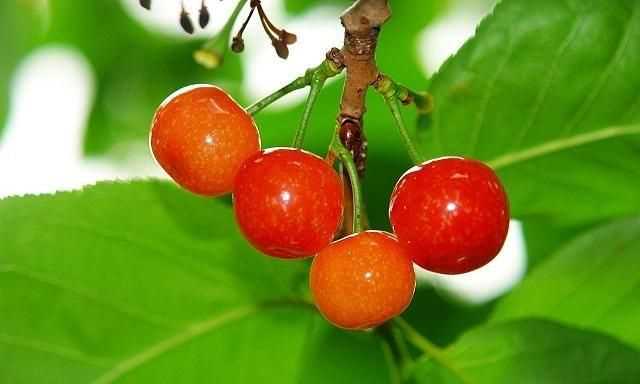 櫻桃放多久會(huì )變味，冰糖櫻桃汁能存放多久？圖5