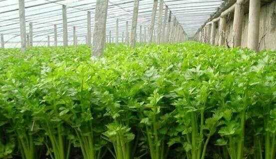 芹菜屬于什么類蔬菜，芹菜是我們常吃的一種蔬菜，都有哪些種類？如何種植才能高產(chǎn)？圖2