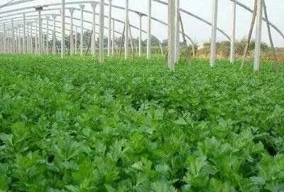 芹菜屬于什么類蔬菜，芹菜是我們常吃的一種蔬菜，都有哪些種類？如何種植才能高產(chǎn)？圖6