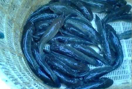 塘鱧的營(yíng)養價(jià)值,塘鲺的作用圖2