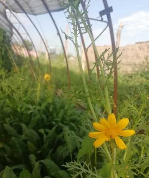 茼蒿開(kāi)花了還能掐著(zhù)吃嗎