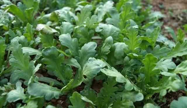 茼蒿開(kāi)花了還能吃嗎，茼蒿開(kāi)花了還能掐著(zhù)吃嗎？圖6