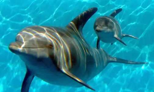 海豚是保護(hù)動物,海豚是國家一級保護(hù)動物嗎?圖3