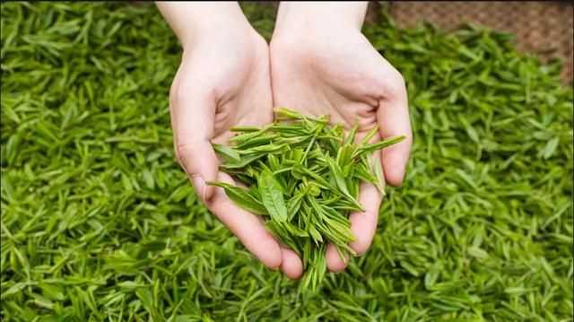 秋茶是什么意思，秋茶什么意思？圖3