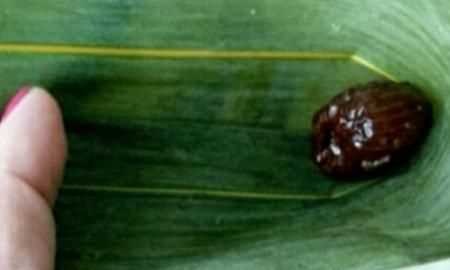 蜜棗粽子的做法，蜜棗粽子的做法和包法？圖13