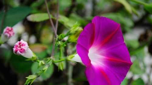 牽牛花的花語(yǔ)，他的又名和又名的含義