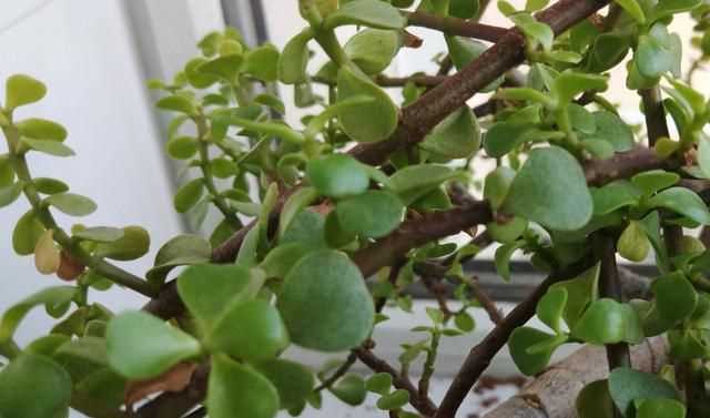 金枝玉葉花的養(yǎng)殖方法和注意事項，金枝玉葉養(yǎng)殖方法與注意事項？圖3
