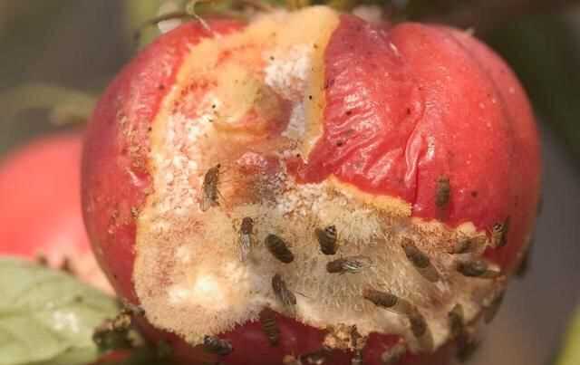 果蠅的危害，果蠅是否屬于生物性危害性異物？圖6