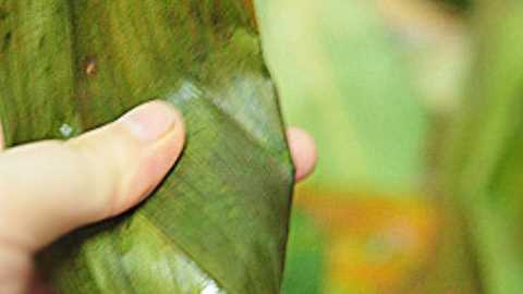 粽子用蒸鍋蒸多長(zhǎng)時(shí)間,粽子蒸多久才能熟多長(zhǎng)時(shí)間能煮熟圖5