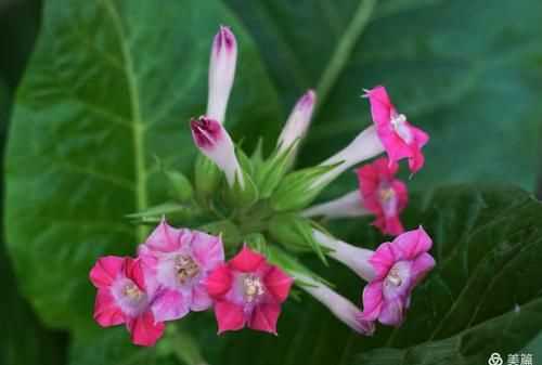 “下午三點(diǎn)，萬(wàn)壽菊欣然怒放;傍晚六點(diǎn)，煙草花在暮色中蘇醒……”仿寫(xiě)句子怎么寫(xiě)