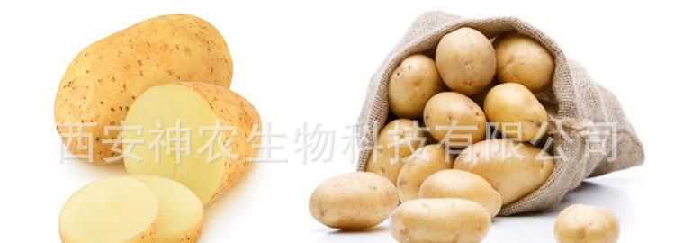 土豆的檢驗方法是什么