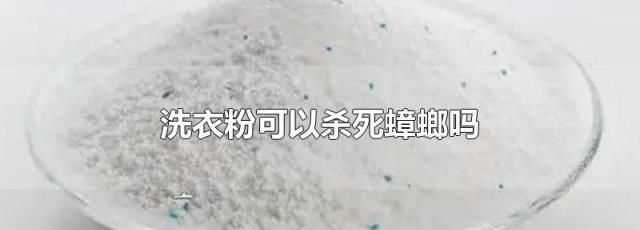 洗衣粉滅蟑螂有用嗎?