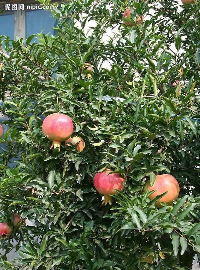 石榴籽有黑點能吃嗎，紅籽石榴怎么判斷好壞？圖2