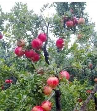 石榴籽有黑點能吃嗎，紅籽石榴怎么判斷好壞？圖3