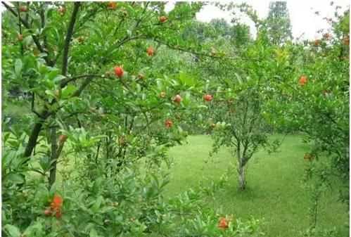 石榴籽有黑點能吃嗎，紅籽石榴怎么判斷好壞？圖4