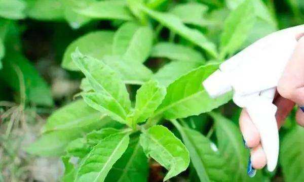 噴殺蟲劑多久開(kāi)窗通風(fēng),殺蟲劑的好處和壞處圖5