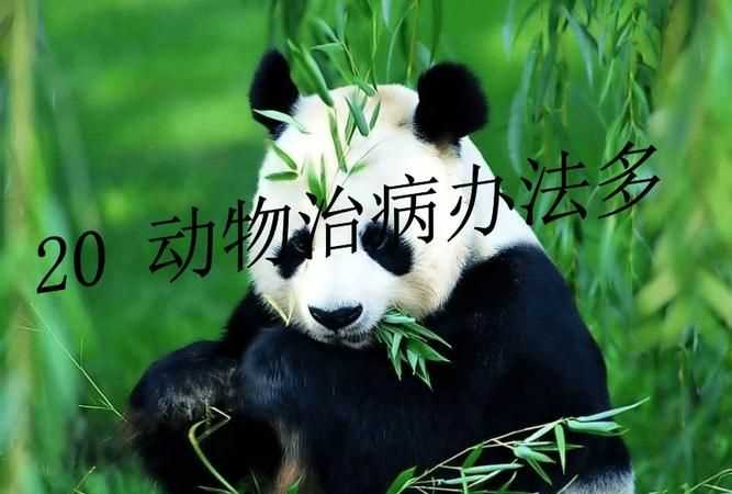 動(dòng)物是怎么給自己治病的