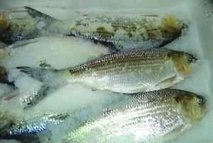凍魚(yú)凍肉營(yíng)養(yǎng)會(huì)流失嗎